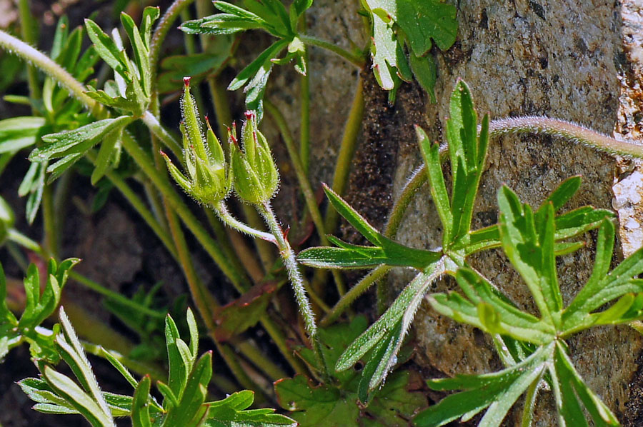 Geranium dissectum